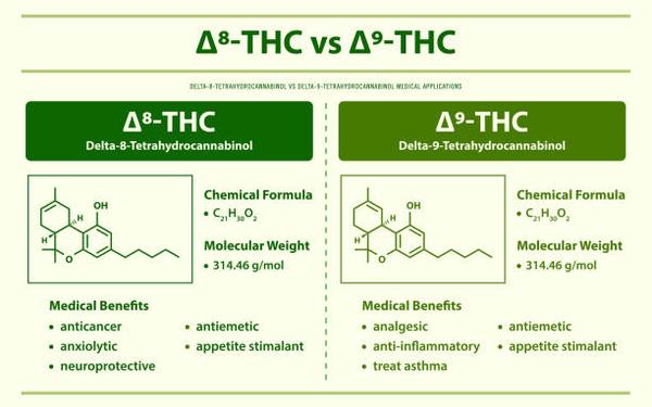 The Rising Trend: Exploring Delta 8 Flower's Popularity