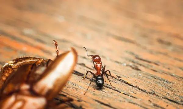 Termite Control: Combating the Silent Destroyers of Your Property